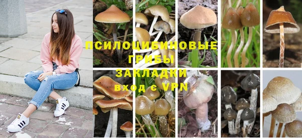 стаф Дмитровск